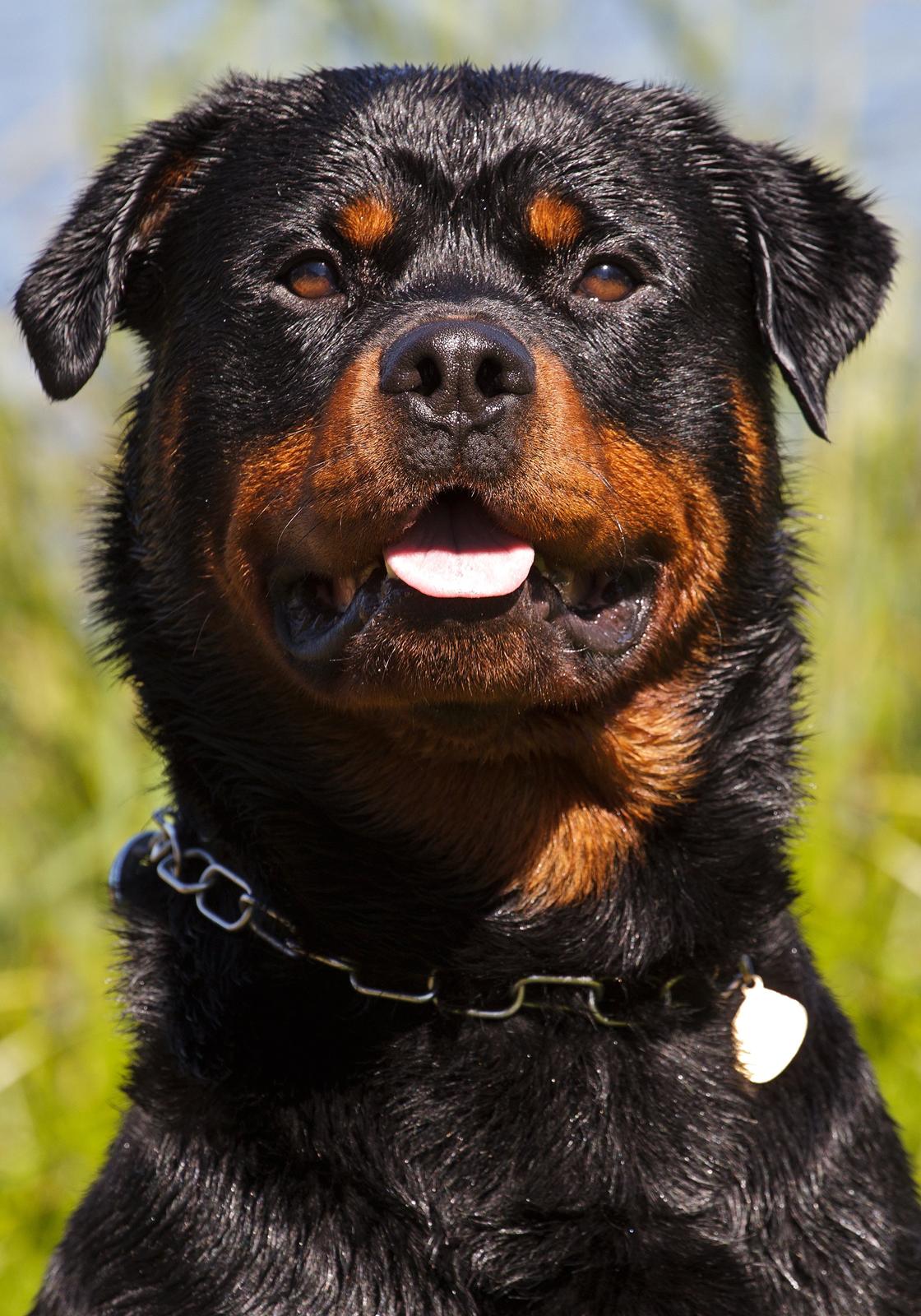 Rottweiler Future-Rotts Alfred billede 17