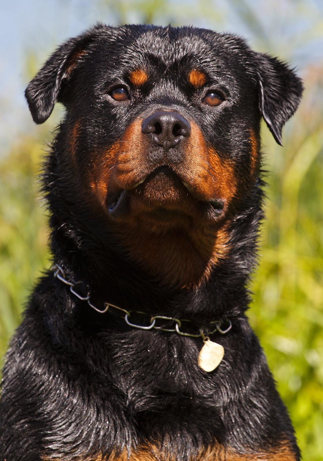 Rottweiler Future-Rotts Alfred billede 18