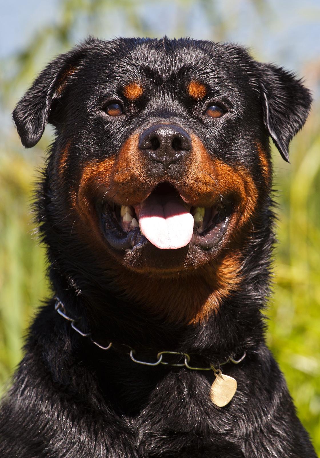 Rottweiler Future-Rotts Alfred billede 19