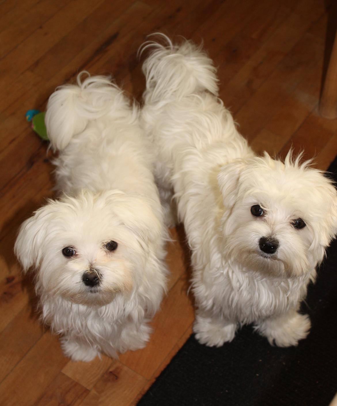 Malteser Carla billede 31