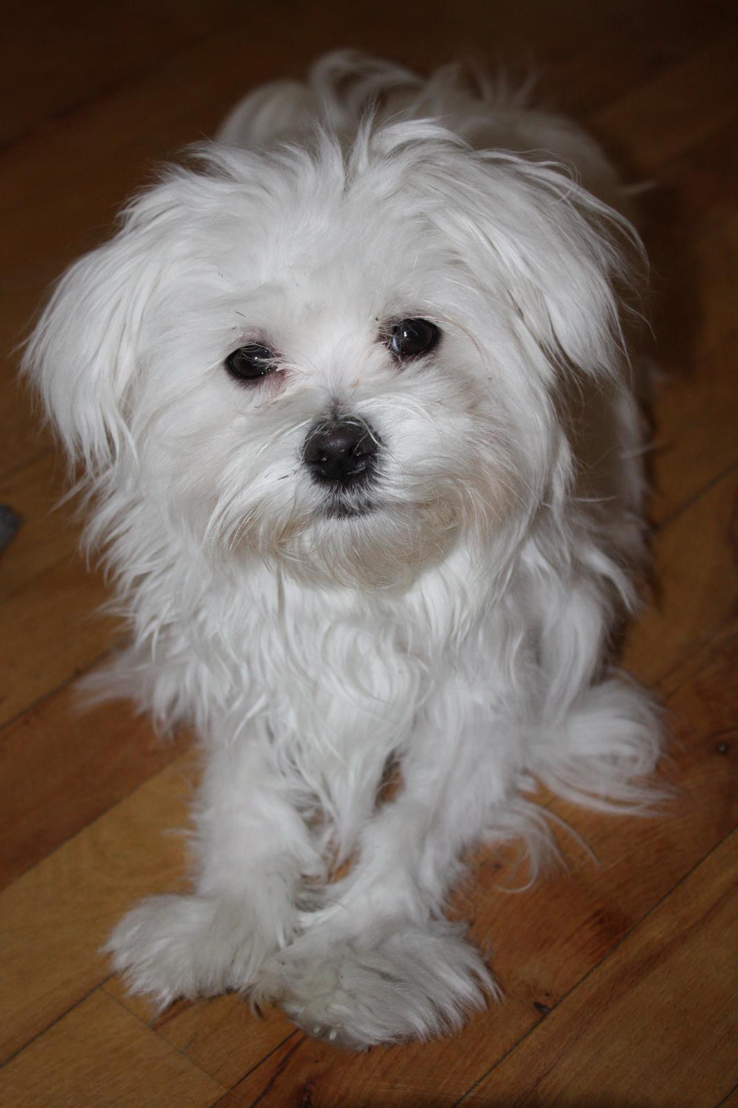 Malteser Carla billede 38