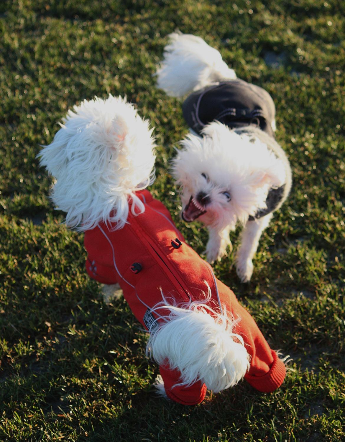 Malteser Carla billede 39