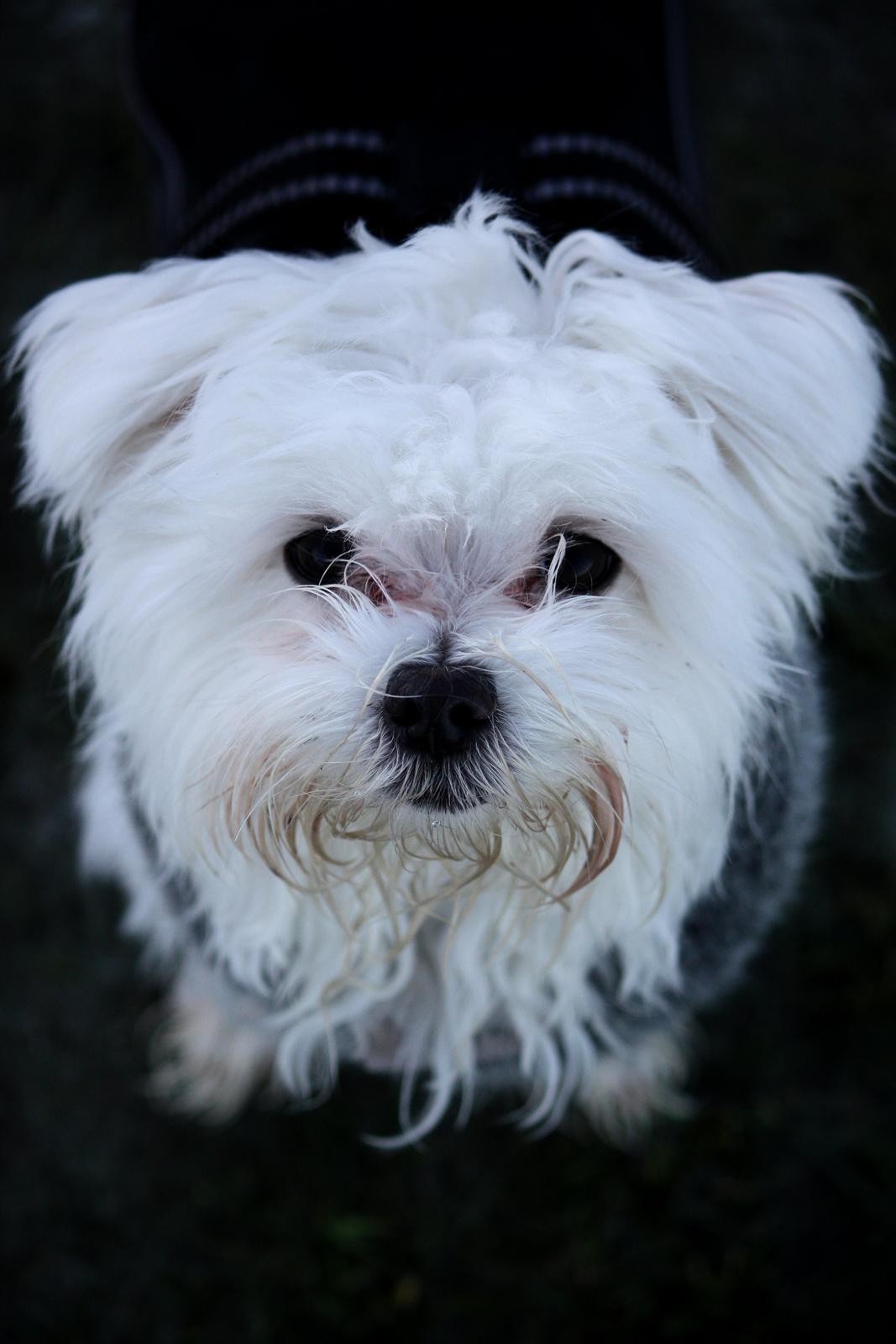 Malteser Carla billede 40