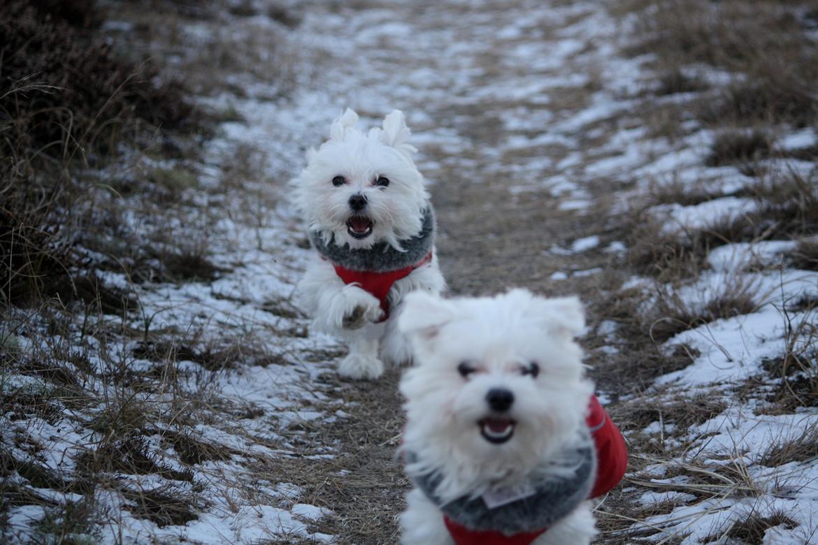 Malteser Carla billede 43