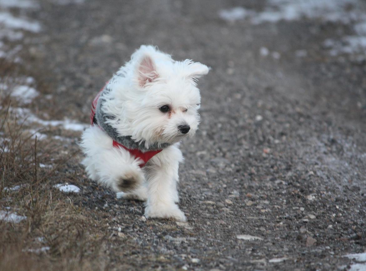 Malteser Carla billede 44