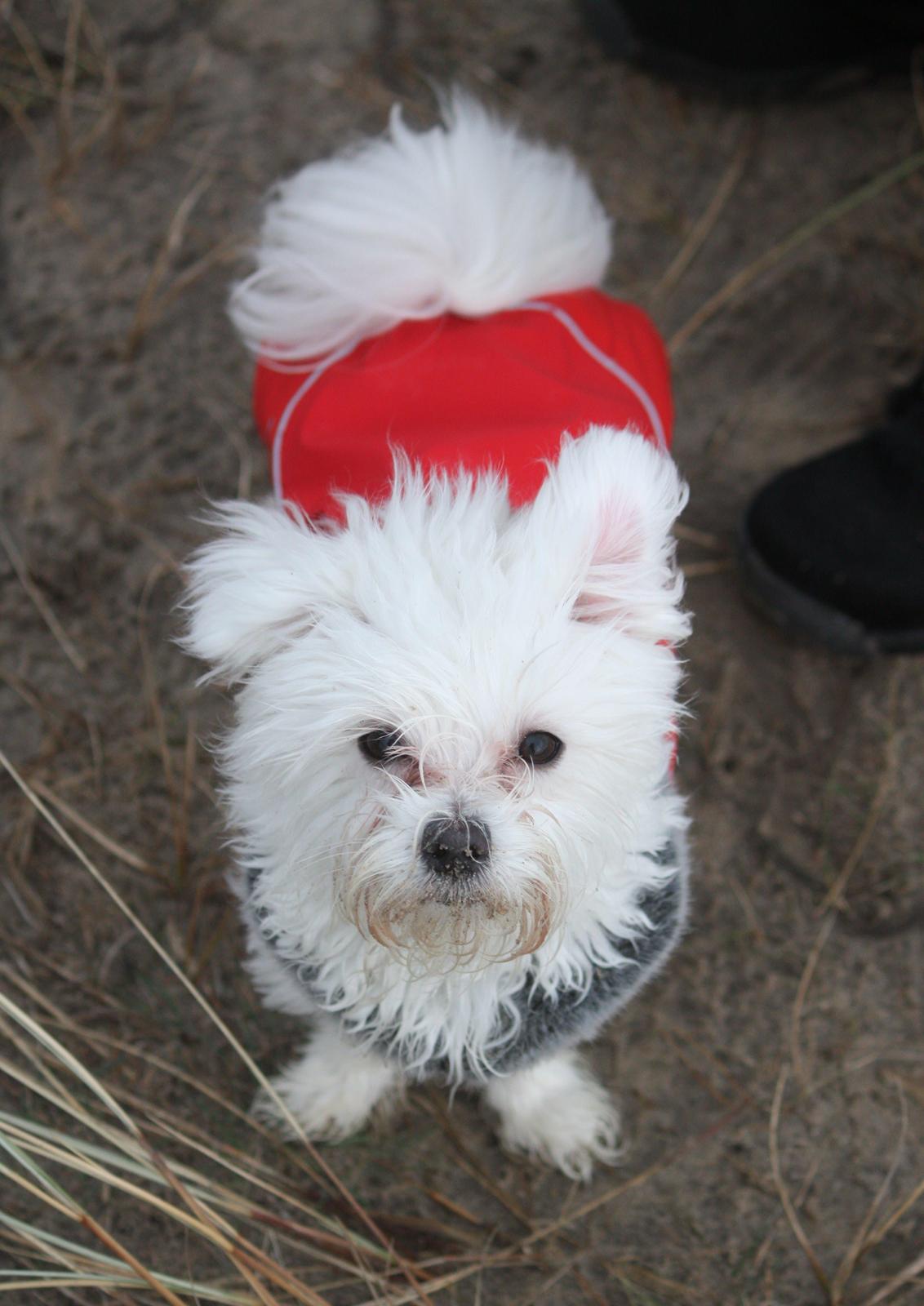 Malteser Carla billede 42