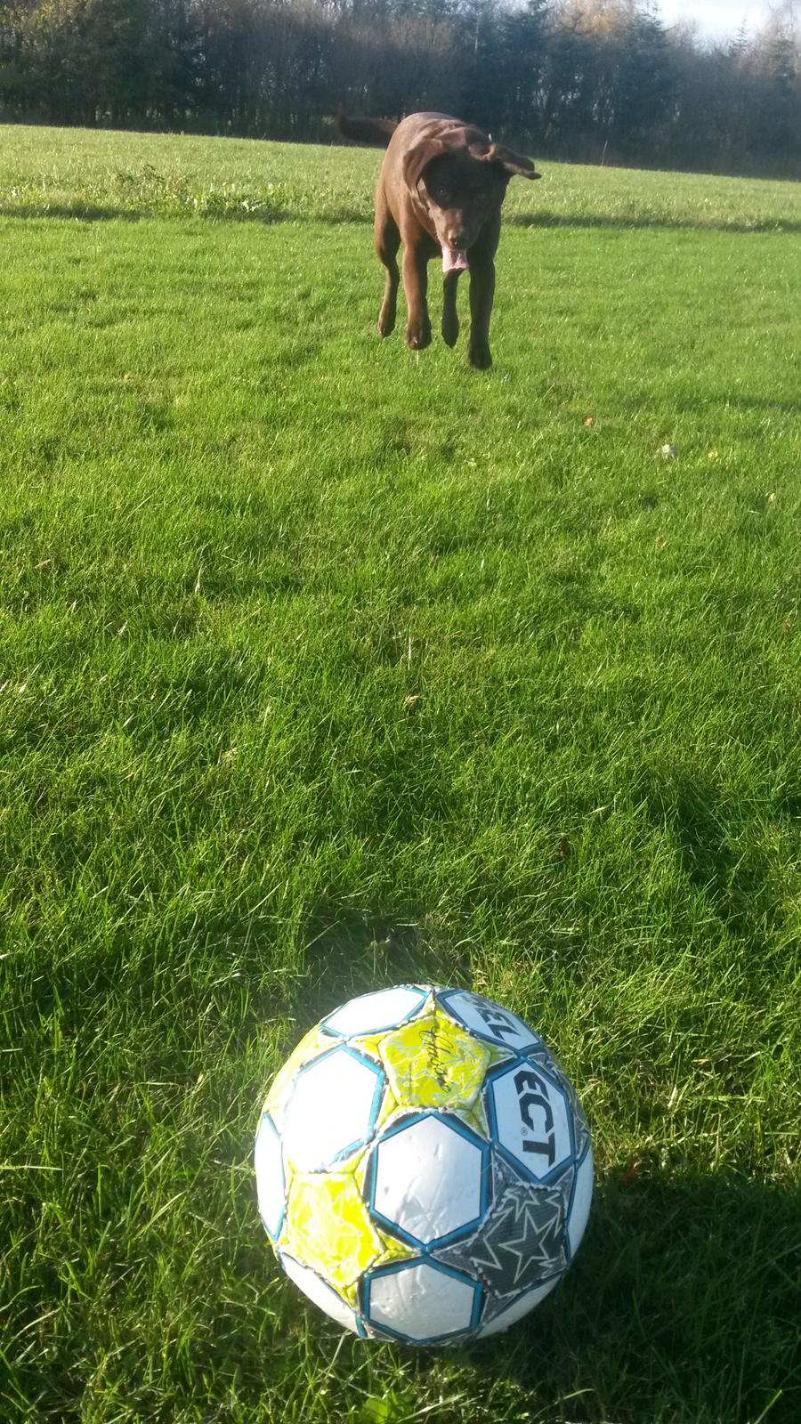 Labrador retriever Mokka! <3 billede 14