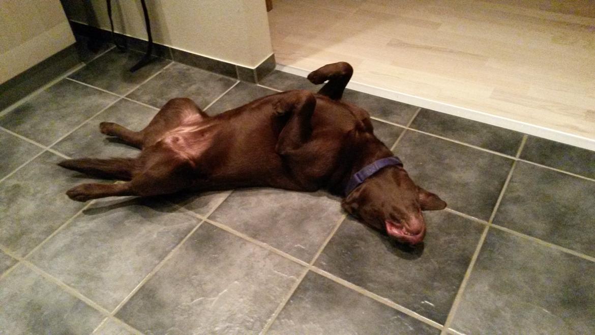 Labrador retriever Mokka! <3 billede 15