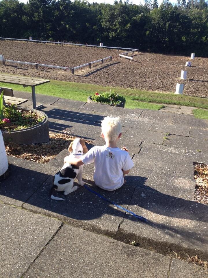 Beagle Skansehøj Johnson billede 1