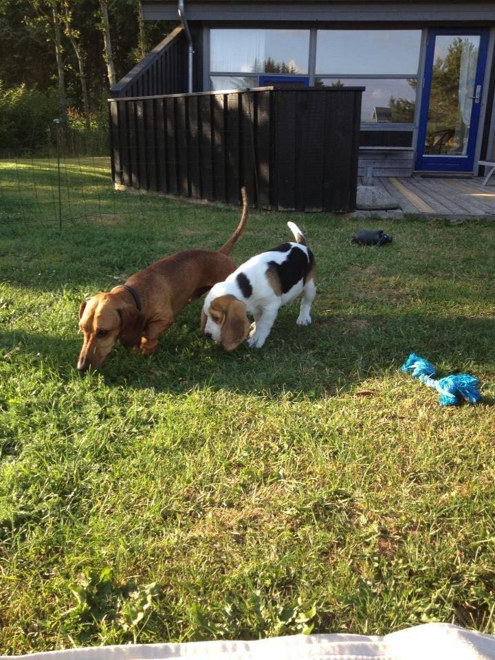 Beagle Skansehøj Johnson billede 3