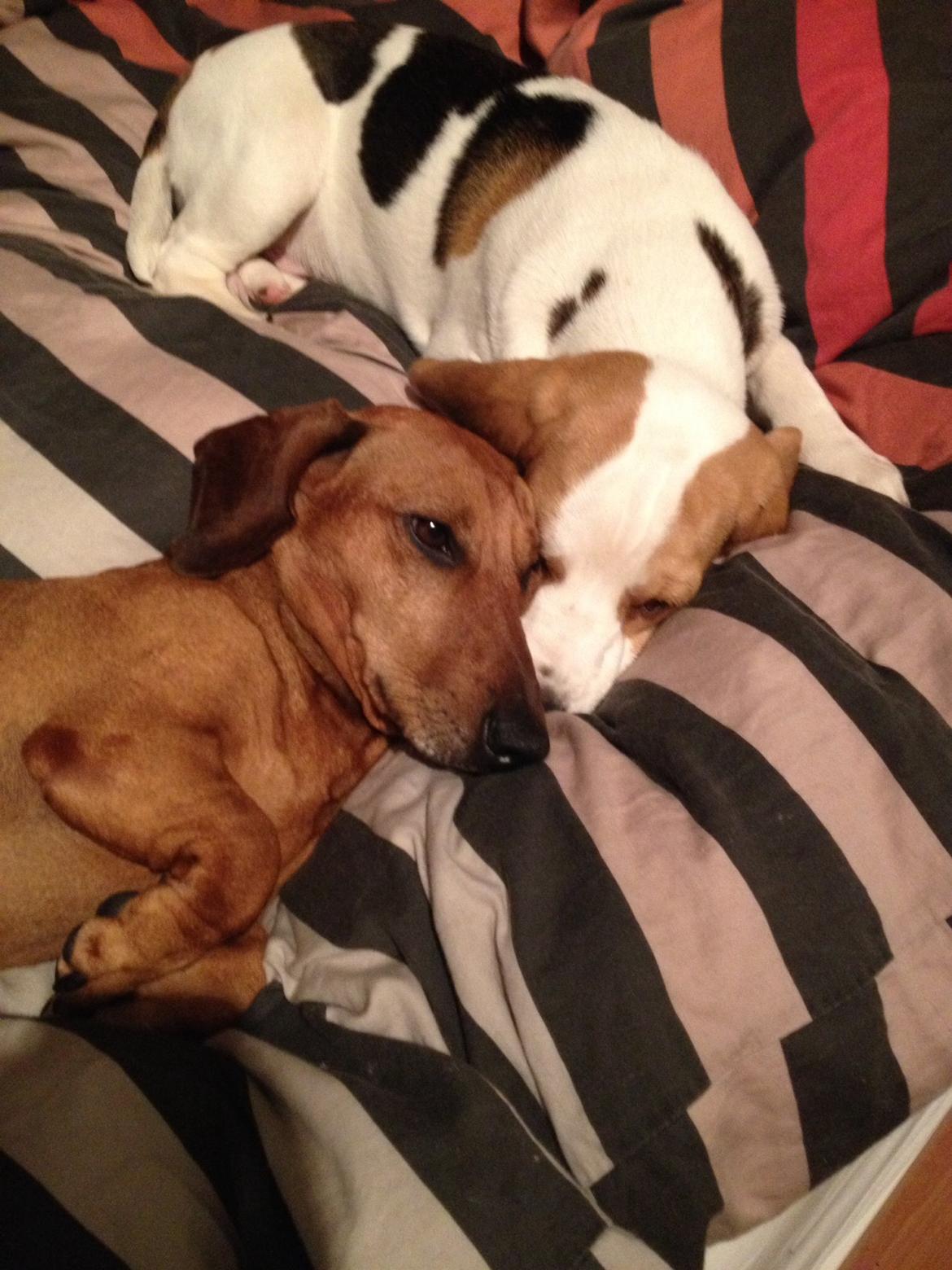 Beagle Skansehøj Johnson billede 4