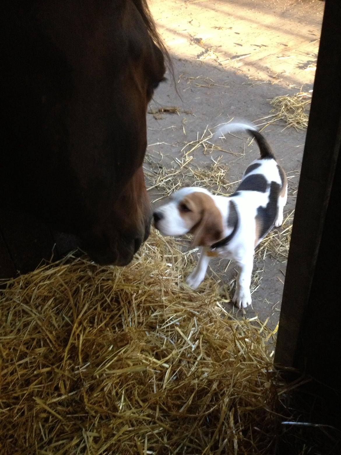 Beagle Skansehøj Johnson billede 6