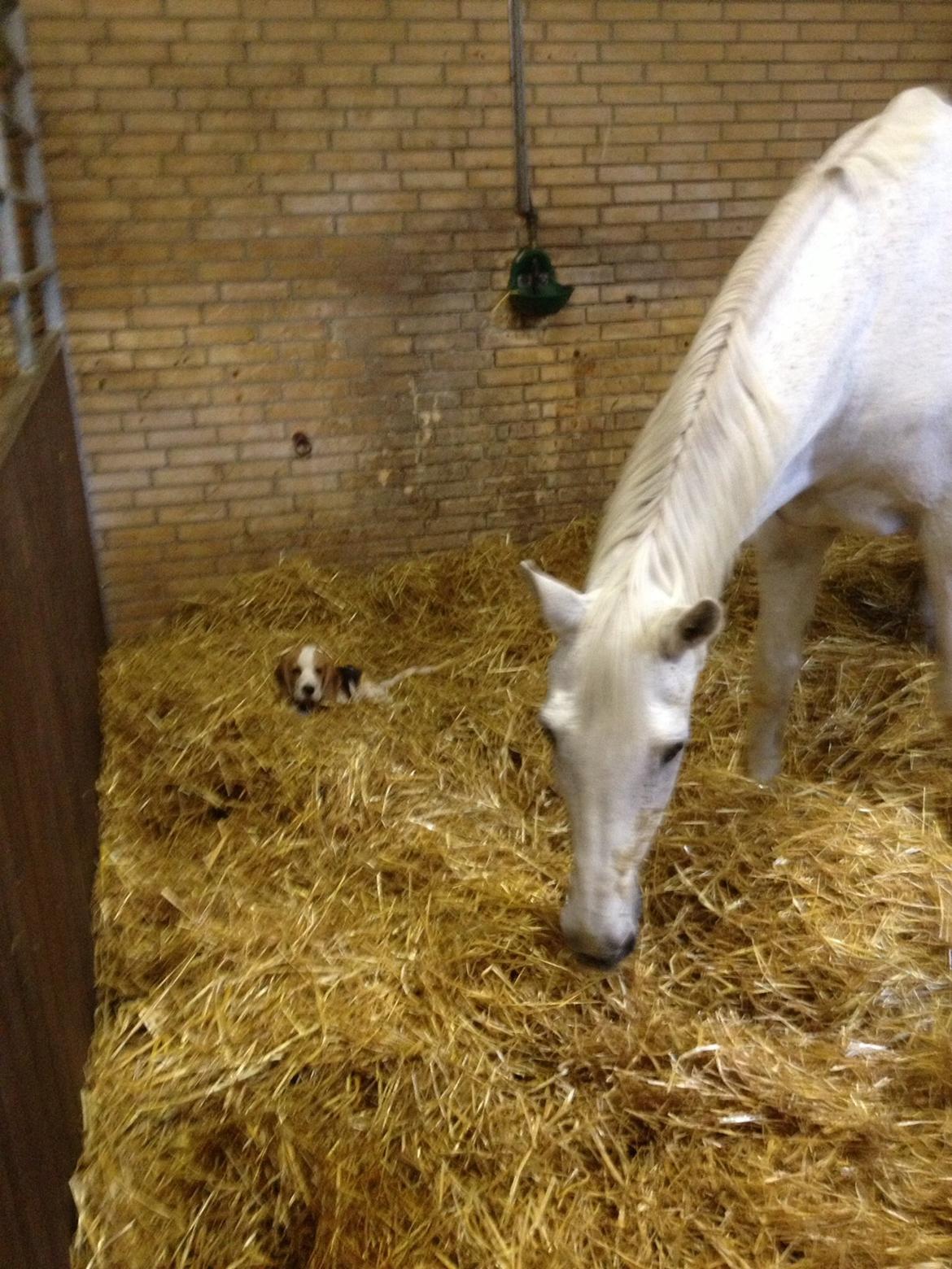 Beagle Skansehøj Johnson billede 7