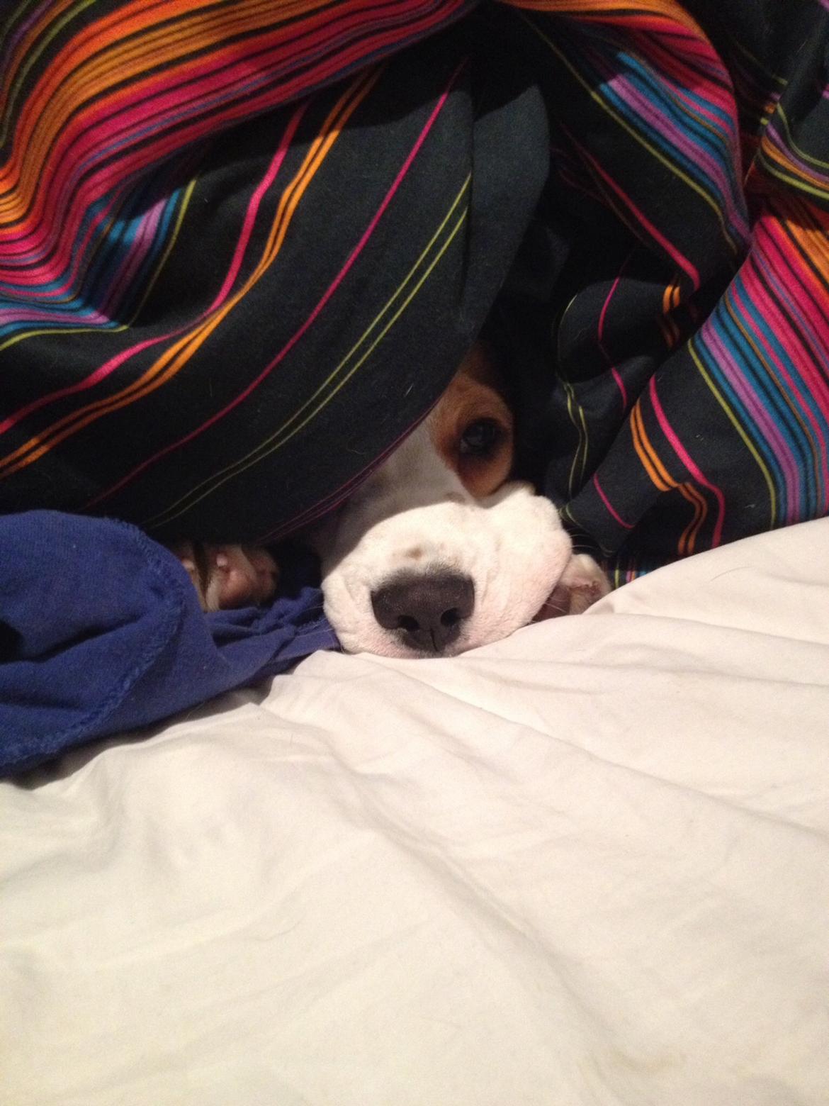 Beagle Skansehøj Johnson billede 8