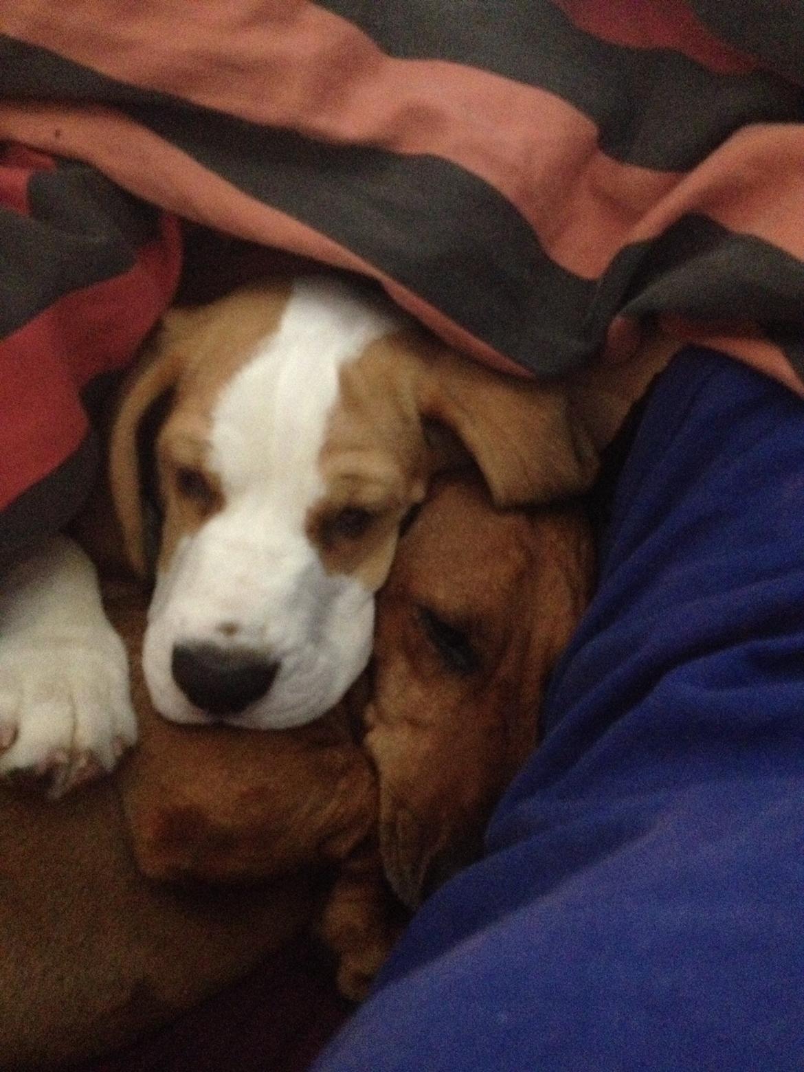 Beagle Skansehøj Johnson billede 9