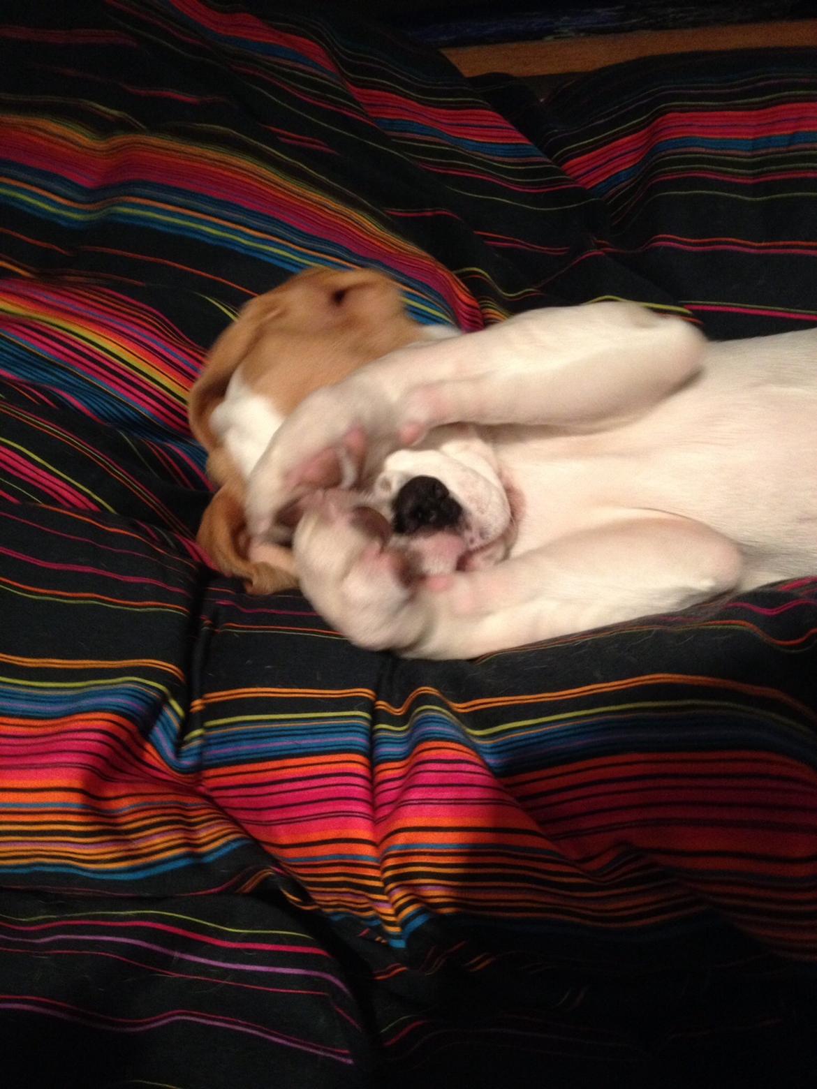 Beagle Skansehøj Johnson billede 10