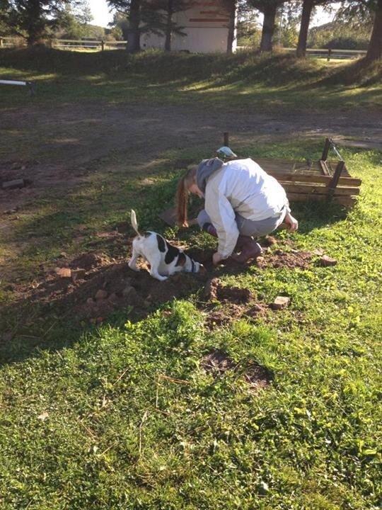 Beagle Skansehøj Johnson billede 11