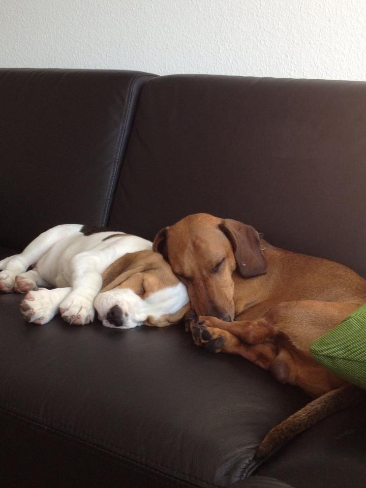 Beagle Skansehøj Johnson billede 12