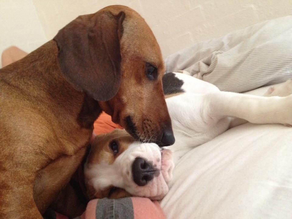 Beagle Skansehøj Johnson billede 13