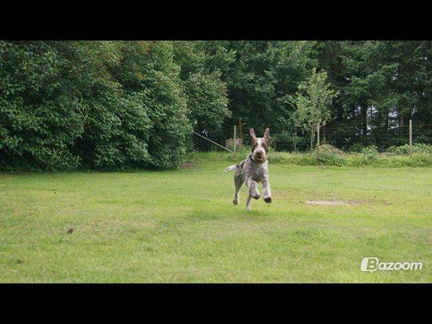 Ruhåret hønsehund Scott - Sommeren 2013.  billede 3