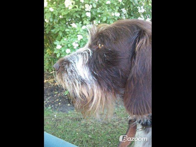 Ruhåret hønsehund Scott - Sommeren 2011. billede 2