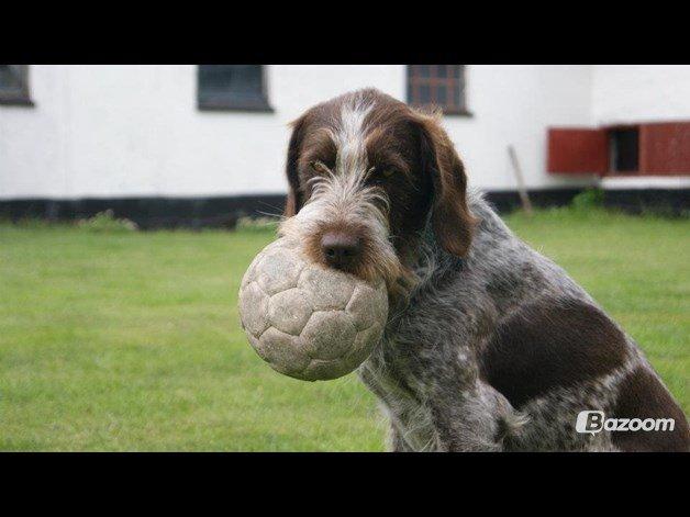 Ruhåret hønsehund Scott - Sommeren 2013.  billede 4