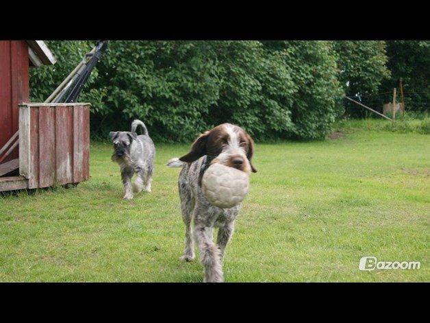 Ruhåret hønsehund Scott - Sommeren 2013. 

(Arthur mellem salt og peber Snauzher i baggrunden)  billede 5