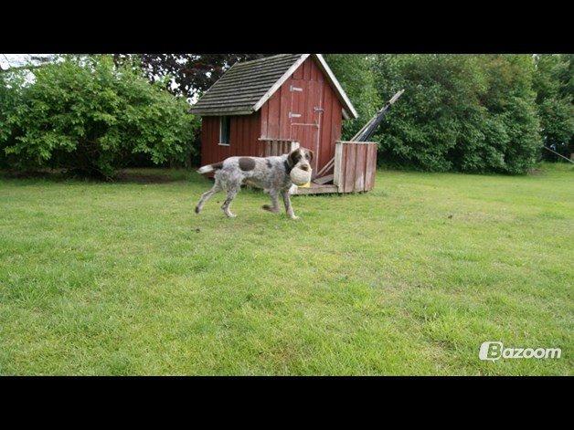 Ruhåret hønsehund Scott - Jeg bliver lige på afstand, jeg gider ikke dele bolden med dig! billede 7
