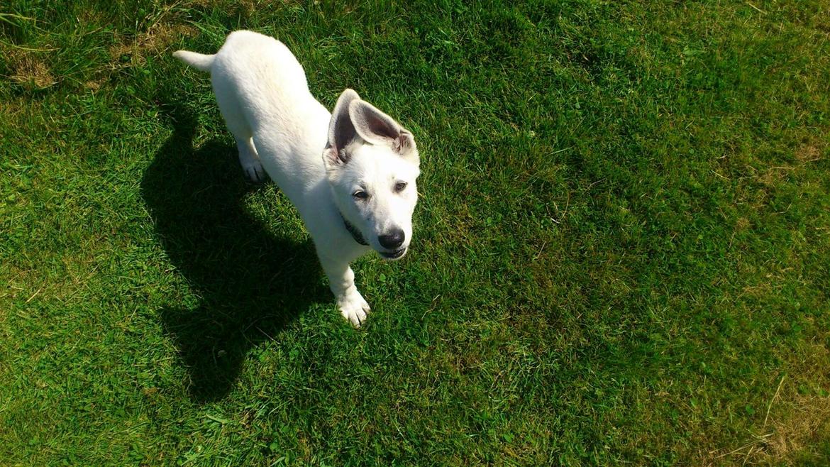 Hvid schæfer Homie billede 3