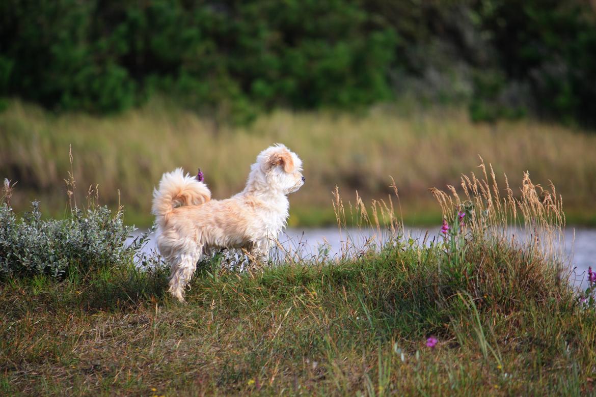Blanding af racer Noah billede 41