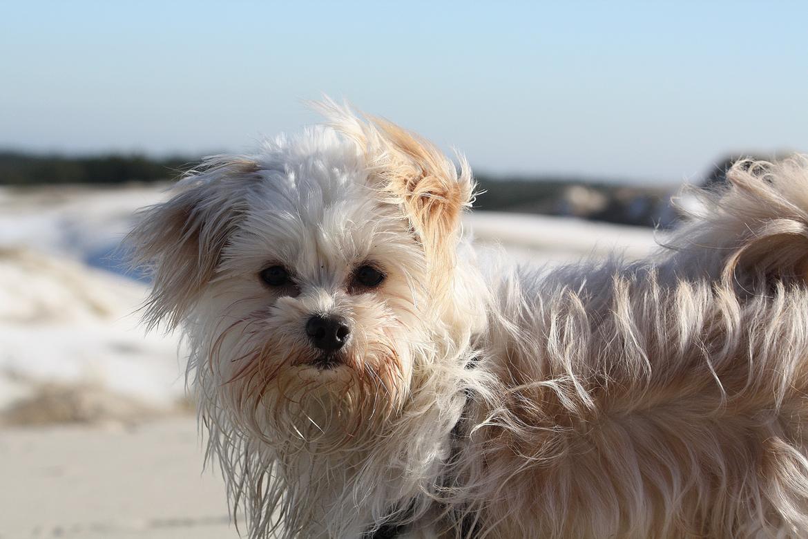 Blanding af racer Noah billede 42