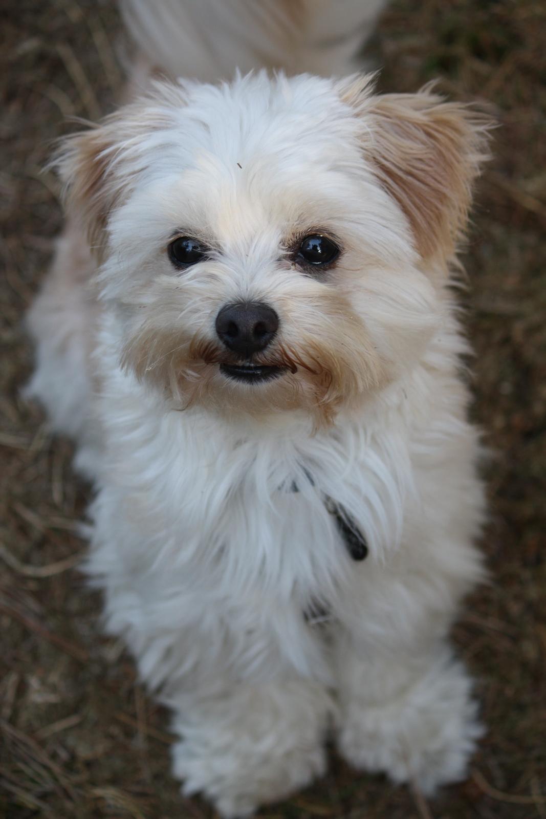 Blanding af racer Noah billede 44