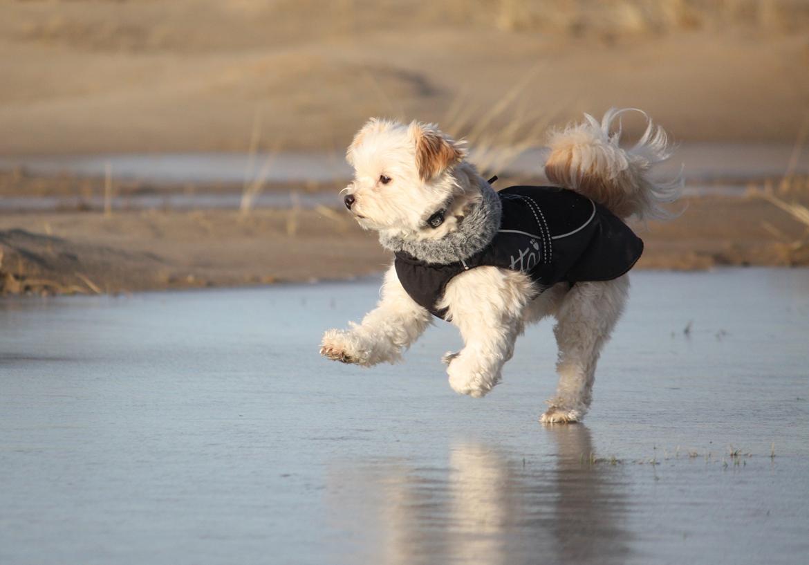 Blanding af racer Noah billede 45