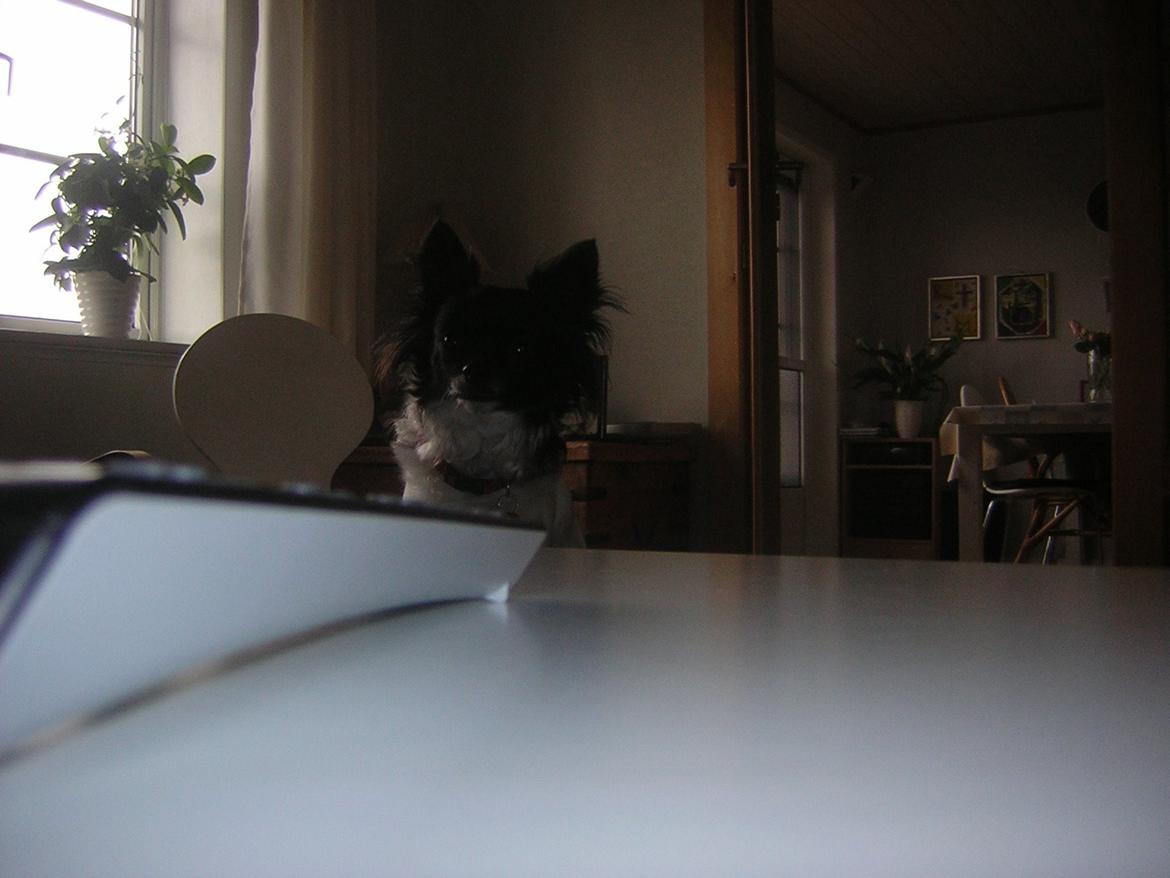 Chihuahua Mille <3 billede 20