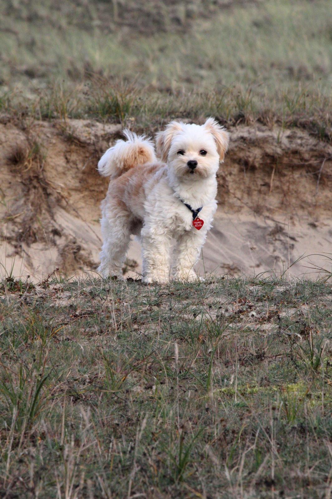 Blanding af racer Noah billede 40