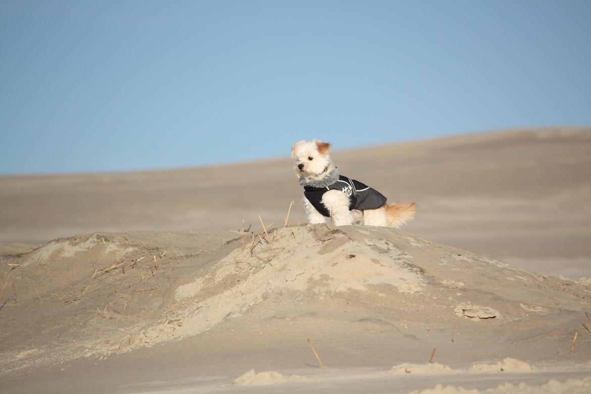 Blanding af racer Noah billede 43