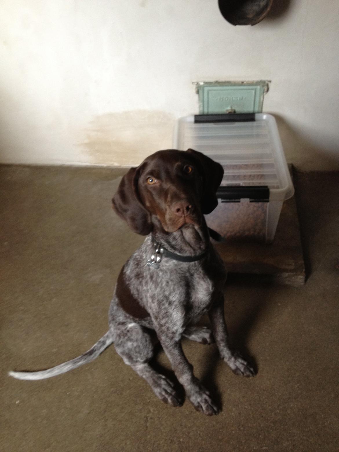 Korthåret hønsehund Malle - Malle som lille baby:-) hun var ca 7 måneder på dette billede:-) billede 1