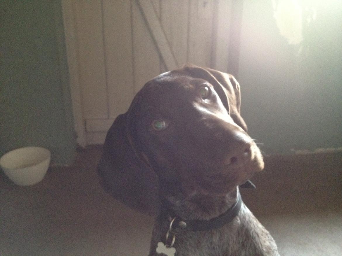 Korthåret hønsehund Malle - Malles tiggeblik:-D billede 2