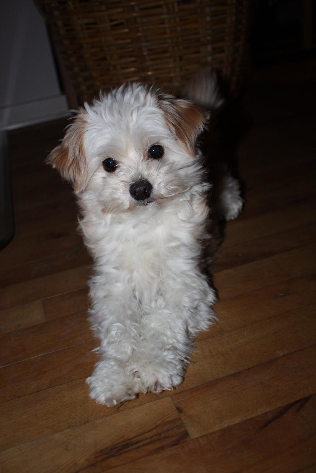 Blanding af racer Noah billede 48