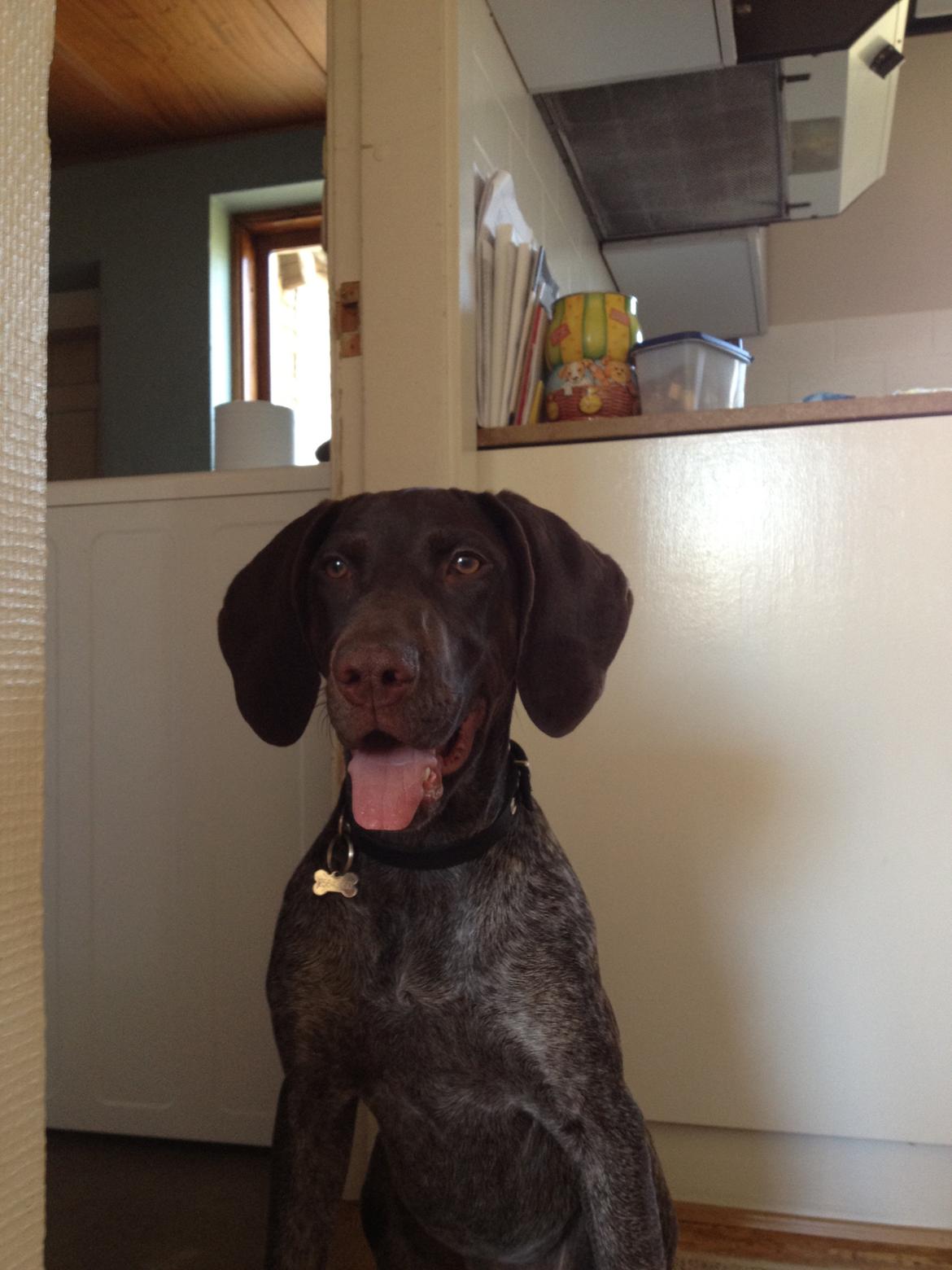 Korthåret hønsehund Malle - Malle musen<3 billede 3