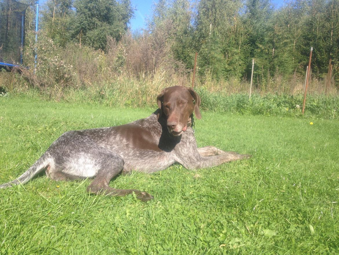 Korthåret hønsehund Malle - Smukke og dejlige Malle<3 billede 5