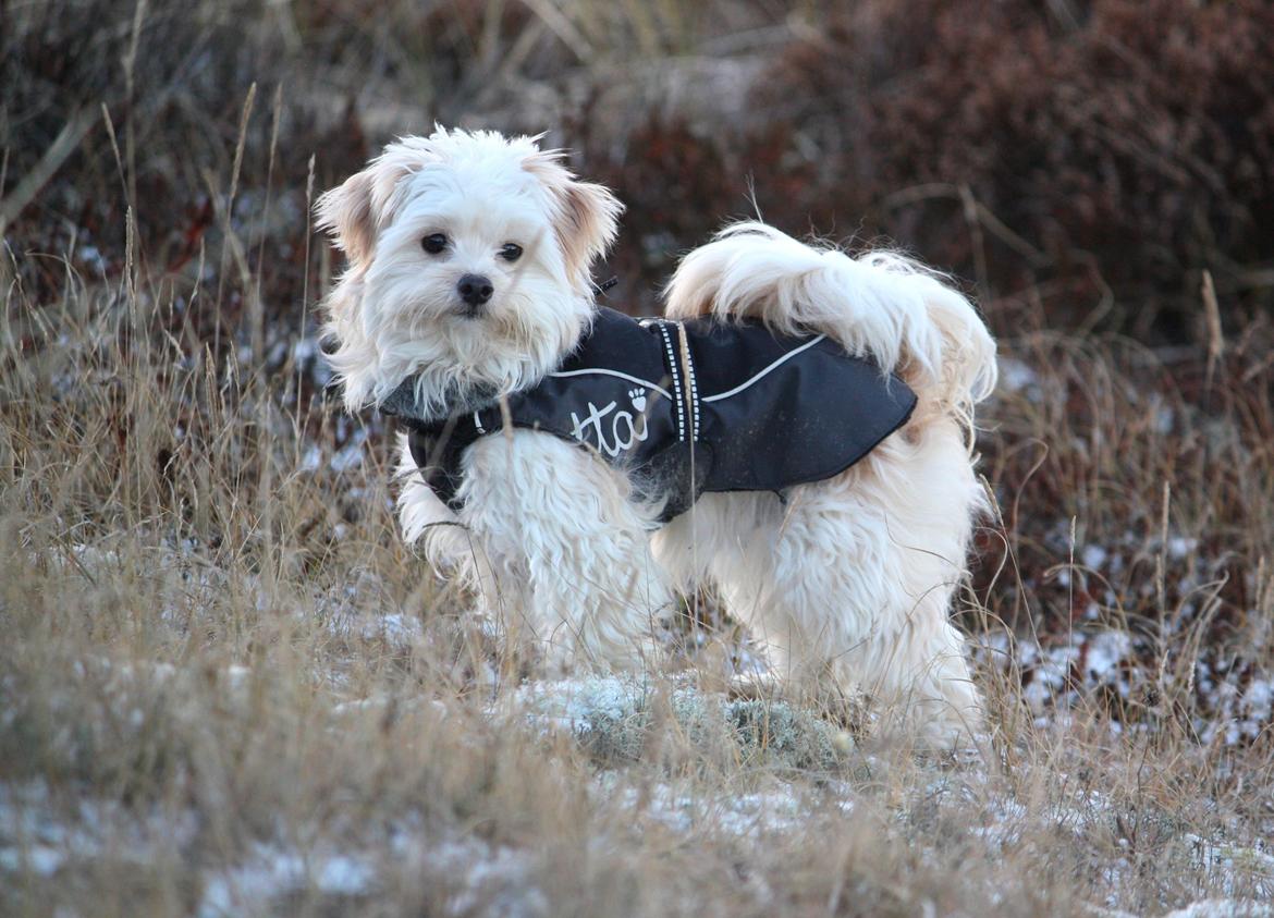 Blanding af racer Noah billede 47