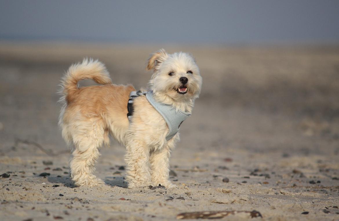 Blanding af racer Noah billede 50