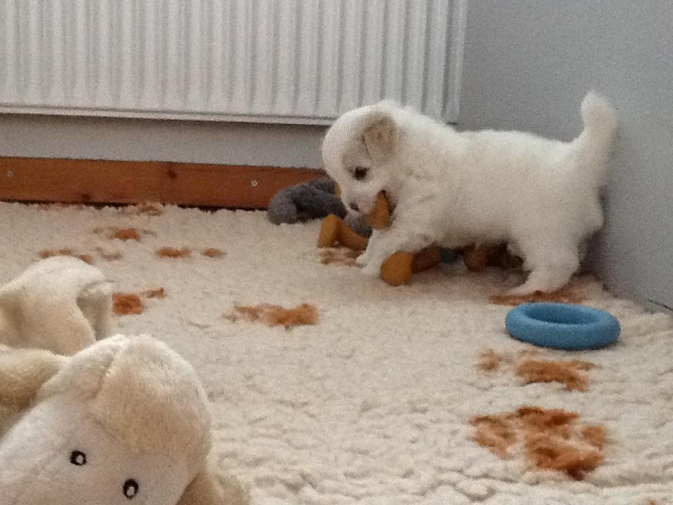 Coton de tulear Janus billede 4