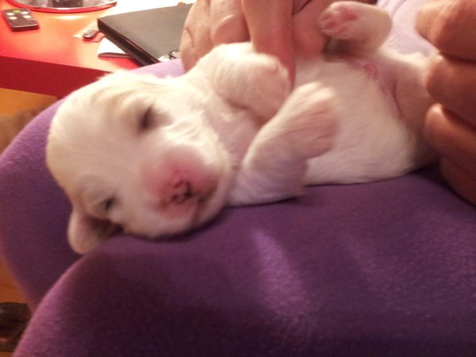 Coton de tulear Janus billede 5