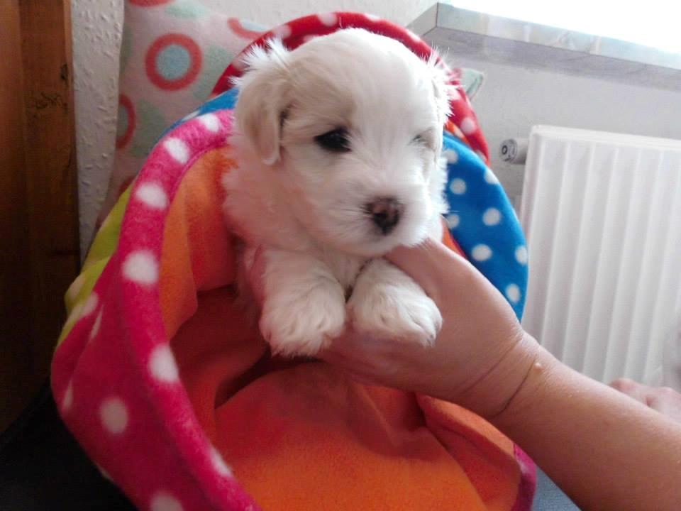 Coton de tulear Janus billede 6