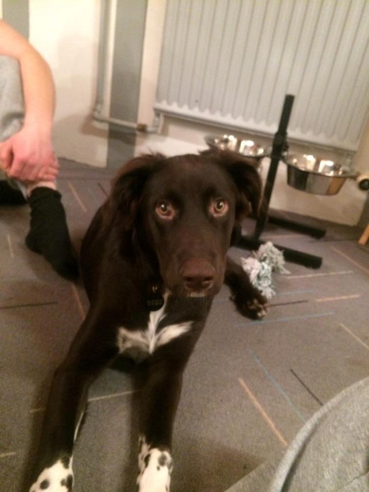 Blanding af racer Alex billede 1