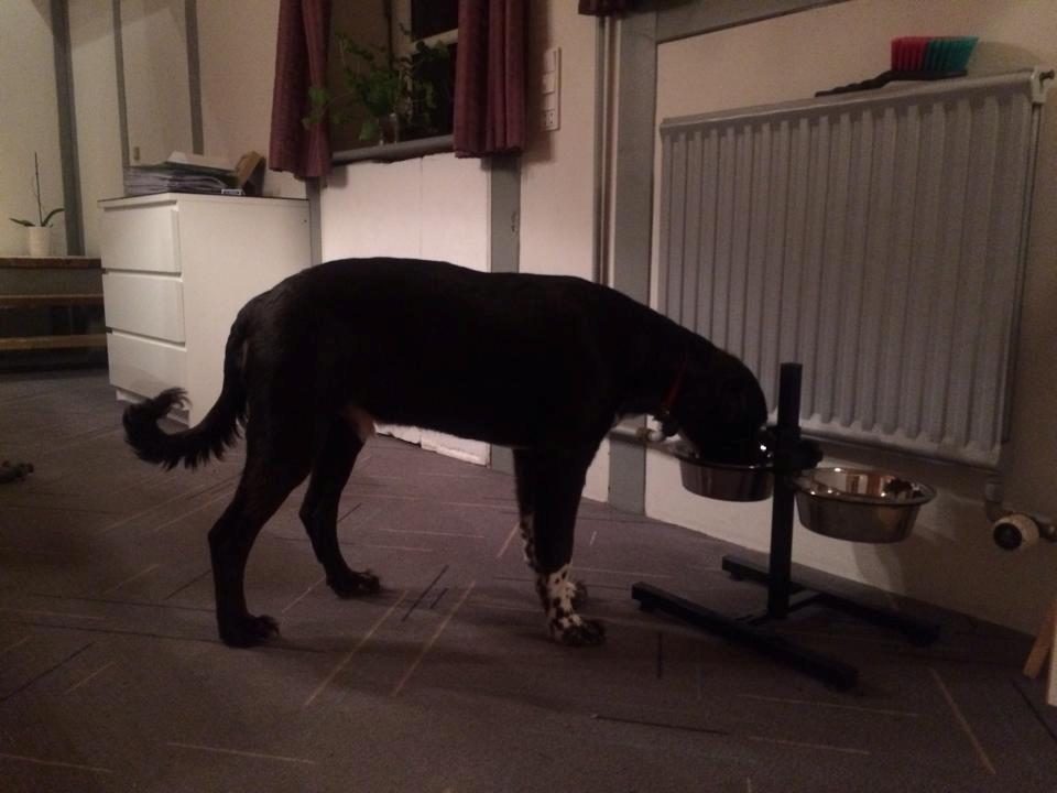 Blanding af racer Alex billede 2