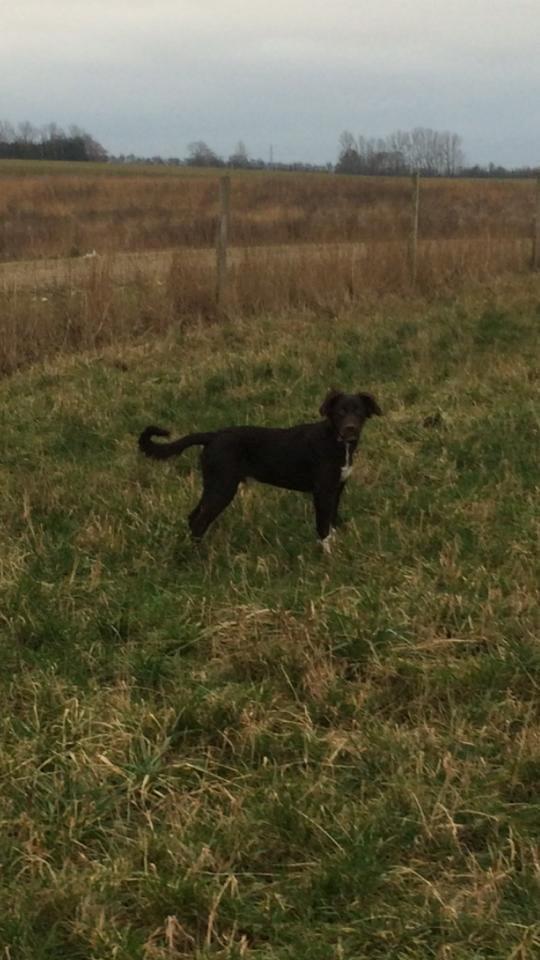 Blanding af racer Alex billede 3