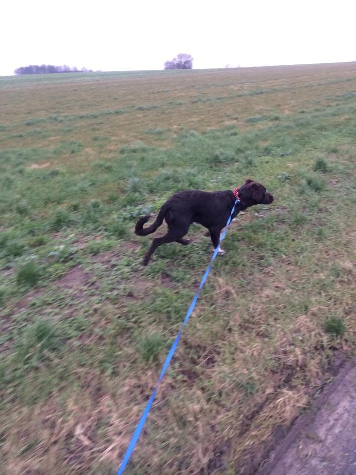 Blanding af racer Alex billede 4